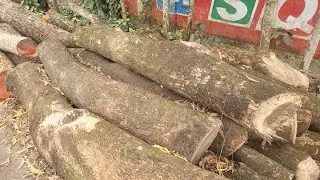 Dangerous & Best Wood Cutting Bangladesh|| Tough Tree Cutting Great Workers|| Tree Cutting Process