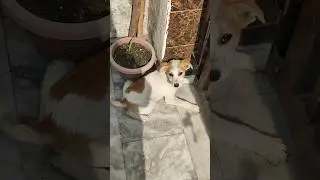 🐕🐶#dogs #puppydog #petsdog #kutta #dogshorts #dog #doglover