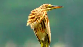 Chestnut Munia & Pond Heron