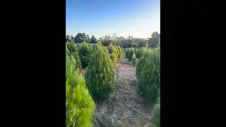 Fresh, Real Christmas Trees Grown Locally in Melbourne 🌲