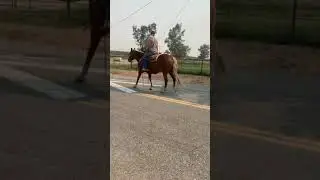 &ldquo;Posey&rdquo; Haflinger/QH Mare