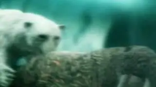 Animal Face-Off: Polar Bear vs. Walrus