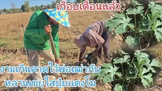 #21วันหลังจากที่ปลูกลงดินเเตงโมกำลังงามตกปากขุมเเล้วพ่อเฒ่ากับหลานเขยใส่ปุ๋ยเเต่เช้าจนค่ำยังไม่เสร็จ