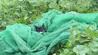 Cat having fun ouitside. Mia from Greece