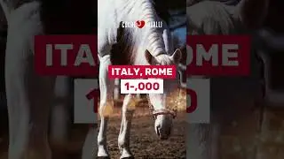#640 ☺ WHITE FACE GUN ✖️ Reining 2017 Looking for ❤️❤️❤️❤️ home More info 👉 +39 329 0575 174