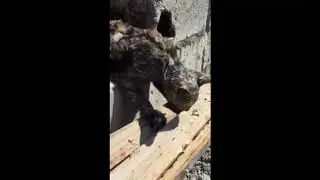 Cat Stuck in Construction Column Concrete