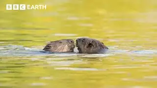Beavers Are Living Under This City?! 🦫  | Coexistence | BBC Earth Kids