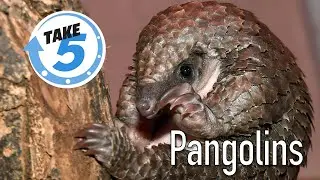 Pangolin Take 5 - World Pangolin Day