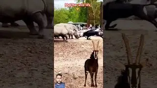 Antilope 🐐 vs rhinoceros 🦏 fight seen #shorts #animals #discovery #wilddiscovery #facts #rhinoceros