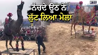 ਨੱਚਦੇ ਊਠ ਨੇ ਲੁੱਟ ਲਿਆ ਮੇਲਾ , ਊਠ ਨੇ Pushkar Mela 'ਚ ਖਿੱਚ ਲਿਆ ਲੋਕਾਂ ਦਾ ਧਿਆਨ | Rajasthan | Camel