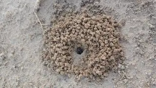 Pogonomyrmex rugosus queen digging her founding chamber