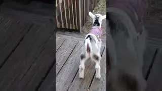 A tiny dwarf goat named Stormy #funny #cute #dwarf
