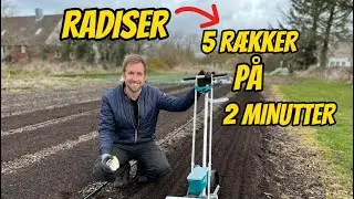 SÅNING AF RADISER I EN GRAVEFRI KØKKENHAVE  (derfor elsker jeg ‘French breakfast’)