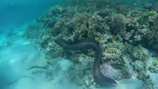 Red Sea EGYPT | Fishing Trip Marsa Alam