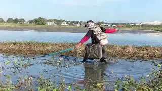 EP,13 electric fishing natag poan namin ang longga mga dalag at tilapia  CATCH AND COOK 🐟🌾