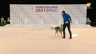 WDS2021 PATEK - video z přenosov&eacute;ho vozu