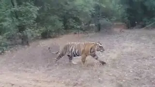Tiger sighting in Khitauli, Bandhavgarh of T 71