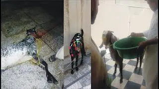2nd Eid Day Bakra Qurbani 2021 | Hamza Vlog