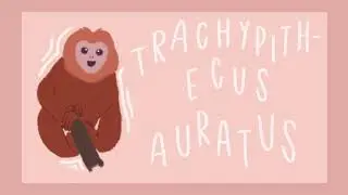 TheWild101 | Javan Langur