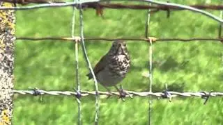 Grey-cheeked Thrush