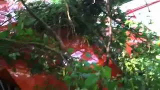 RAW video: Experimental airplane crashes at Gladewater airport. www.AirCrashObserver.com
