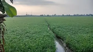 sáng ngày 27 cánh đồng lúa 504 ấp thới phước 2 Hai Lúa MIền Tây đang phát trực tiếp!