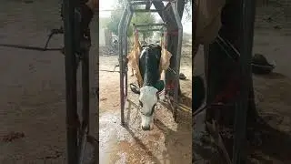 gay uthane ka desi Jugaad  #gay