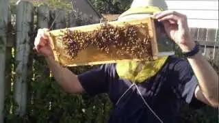 First Time Beekeepers :  Day 147 : Varroa, Honey, Hop Guard and a Big Mistake