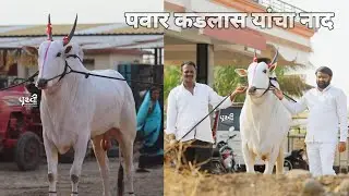 पै.बालाजी पवार कडलास ता:-सांगोला यांचा नाद ☎️+91 90225 49938
