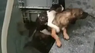 Dog Saves Cat from Water