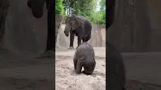 Baby Jet being Baby Jet at the St Louis Zoo #elephant #baby #blessed #stlouiszoo #animals