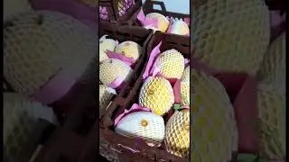 Best melon 🍈 export to Qatar