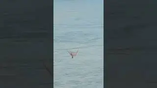 Least tern plunge dives for fish at a tidal basin #shorts
