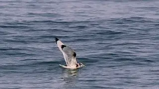 Black-legged kittiwake, 三趾鷗, Rissa tridactyla