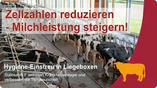 🐄Zellzahlen reduzieren - so einfach klappt es bei Milchk&uuml;hen mit Stalosan&reg;F ✔ - VILOFOSS
