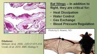Bat White-nose Syndrome: There is a New Fungus Among Us By Dr. David Blehert