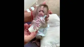 After prepare Dad get a milk for him.