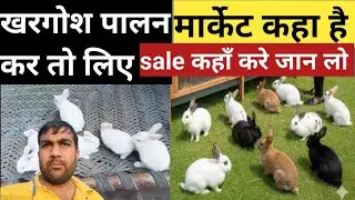 Rabbit market/ Khargosh kahan sale kare/ rabbit for sale/ rabbit sale and buy 