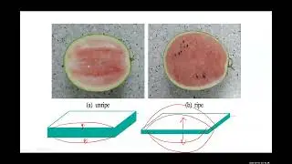 西瓜物理 Watermelon Physics