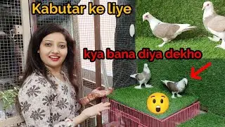 Studio For my pigeon in minizoo!Birds aur kabutar ke liye Kya banaya dekho😲