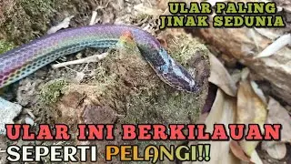MENGENAL ULAR PELANGI (XENOPELTIS UNICOLOR) | ULAR JINAK YANG COCOK UNTUK DIPELIHARA