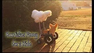Two Legged Chihuahua Roo Takes Best Friend Penny Chicken For A Ride On His Wheelchair