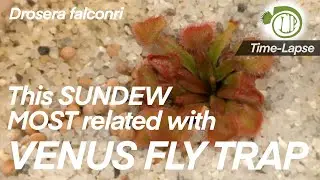 This Sundew most related with Venus Flytrap || Drosera falconeri || time lapse || Carnivorous Plants