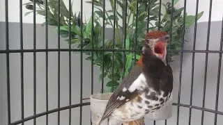 Suara Anis Kembang Ngeplong Buat pancingan dan terapi Anis kembang Bahan Vol 99