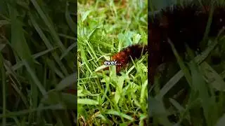 #shorts The insect that can survive being frozen #animals #nature #science #education #short #zoo