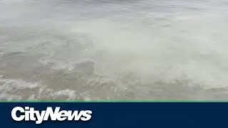 What's that yellow goo along Toronto's shores?