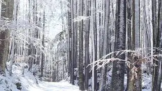 1 Hour Snow Melting From the Trees with Relaxing Sounds Of Birds in The Background
