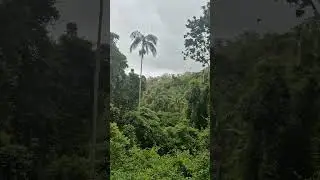Tamborine Mountain ⛰️ 2.0 #mountains #outdoors #shorts #fyp