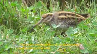 Jack snipe walking like an Egyptian חרטומית גמדית בהליכה מצרית 鹬 جاك سنايب