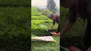 Tea harvesting - good tools and machinery make work more efficient